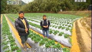 Details 【台灣1001個故事】大湖清淨山谷 夢幻無毒草莓 1020120 Update