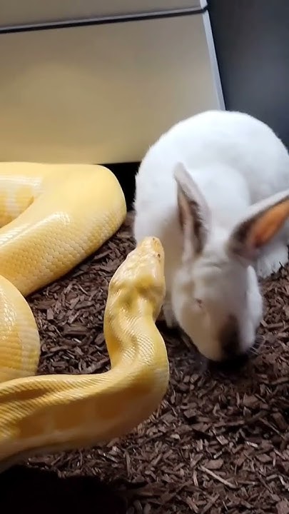 Python Eats Rabbit - YouTube