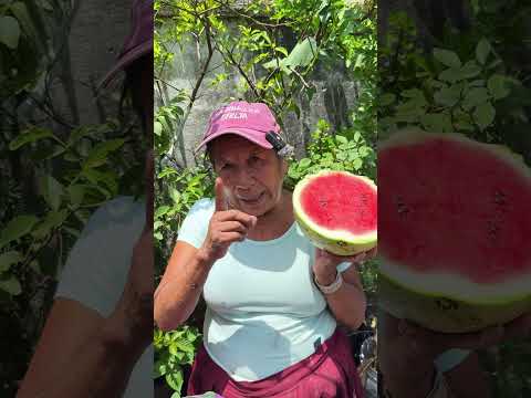Como tener plantas de sandias en casa