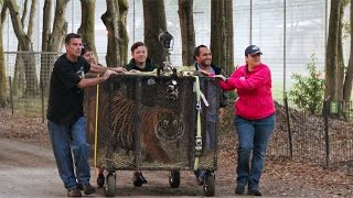 The Rescue Of 5 New Tigers