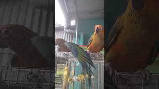 #birds #konur#sun#tem