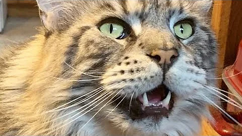 Watch the video about Treat Time | Catio Chat Vlog #mainecoons #catvlogs #polydactylcat #catvlog