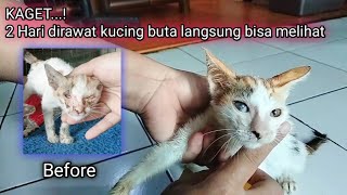 Masya Allah, Semua Orang Kaget Melihat Perkembangan Kucing Malang ini 🥺 by Sahabat Meongers 1,046 views 2 weeks ago 12 minutes, 33 seconds