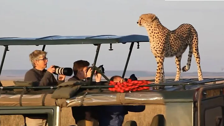 Surprising Cheetah Encounter With PHOTOGRAPHERS!