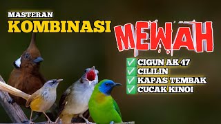 2 jam masteran KOMBINASI MEWAH‼️PALING DI CARI Cigun Cililin Katem dan Kinoi