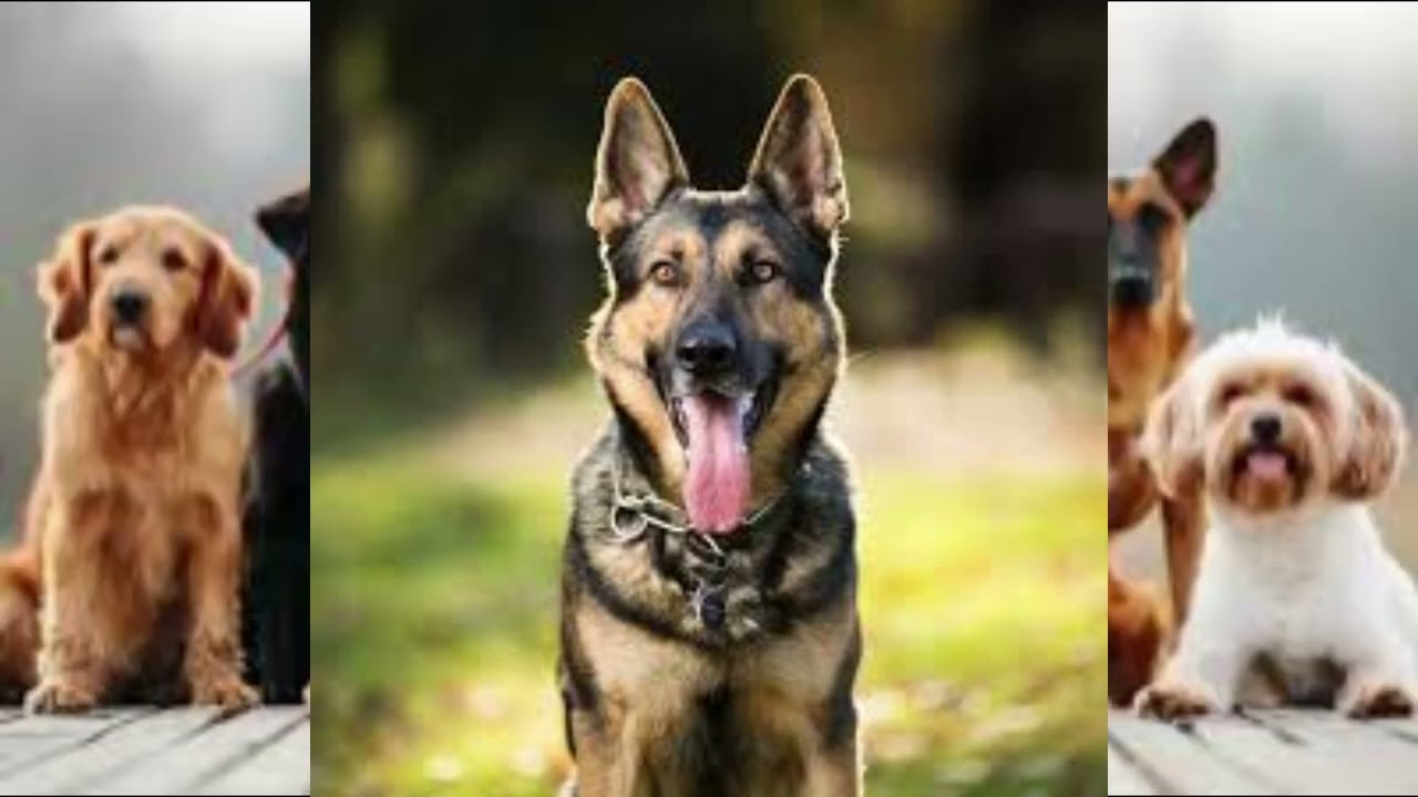 video,  sharing, camera, phone video, phone free, typing, hindi, ms word, nifty, weekly expiry,