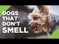 10 Dogs That Don't Smell