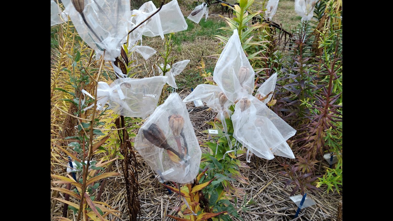 Коллекция лилий S02E36 — Семена лилий созревают [4K]