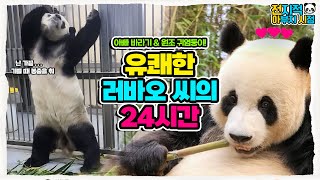 (SUB) "Ready! Go!!" Lebao is dancing PSY's 'That That', attracting your eyes🐼│Everland Panda Fubao