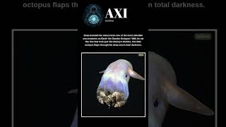 The Cutest Creature in the Deep Ocean?! 😍 | Meet the Dumbo Octopus