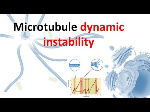 Dynamic instability of microtubule