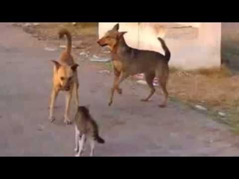 แมวเหมียวขาโหด ตบกระจาย ทั้งโหดทั้งฮา | funny animals cats and dogs