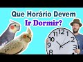 Qual horário certo que a calopsita deve ir dormir? qual melhor hora para calopsita dormir?