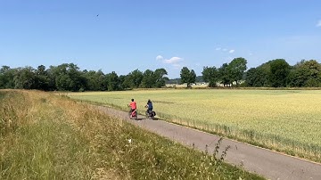 Thu hoạch ngải cứu non. Rau Việt tự mọc ở miền quê nước Đức