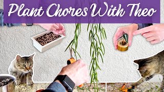 Planty Chore Day: Dry Rot Update + Propagating Plants + Growing Pet Grass