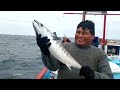 Pesca de Bonitos o Monos al Curricán