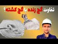 تفاوت گچ زنده و کشته تفاوت گچ زنده و کشته