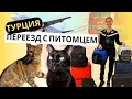 ПЕРЕЕЗД С ЖИВОТНЫМИ В ТУРЦИЮ|ТИТРЫ|ДОКУМЕНТЫ|ВЫВОЗ ЖИВОТНЫХ ЗА ГРАНИЦУ|КОШКА|СОБАКА|ПИТОМЦЫ