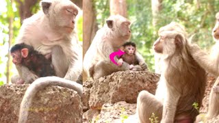 Monkey life 2024  #09-This season all mom monkey give the birth a baby monkey
