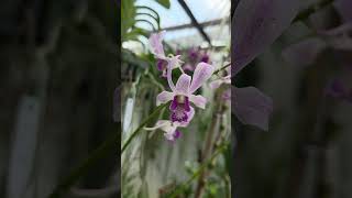 Dendrobium Mayang Maurai 🥰 #anggrek#dendrobium#orchid#fyp#viral#gardening#flowers#jadulan#plants