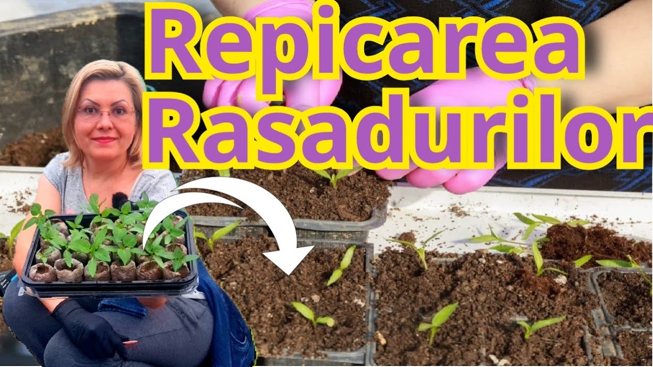 Repicarea răsadurilor de 🍅roșii,  🫑ardei, 🍆vinete- sfaturi practice 🌱🌱🌱