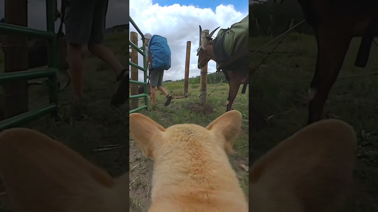 Our First Time Backpack Camping with Pack Goats Adventure Video goes live at 9:00 a.m.