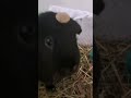 MY PET PIG #remix #music #funk #music #dj #gorillatag #funnyimages #cool #memes #funy #cute #animals