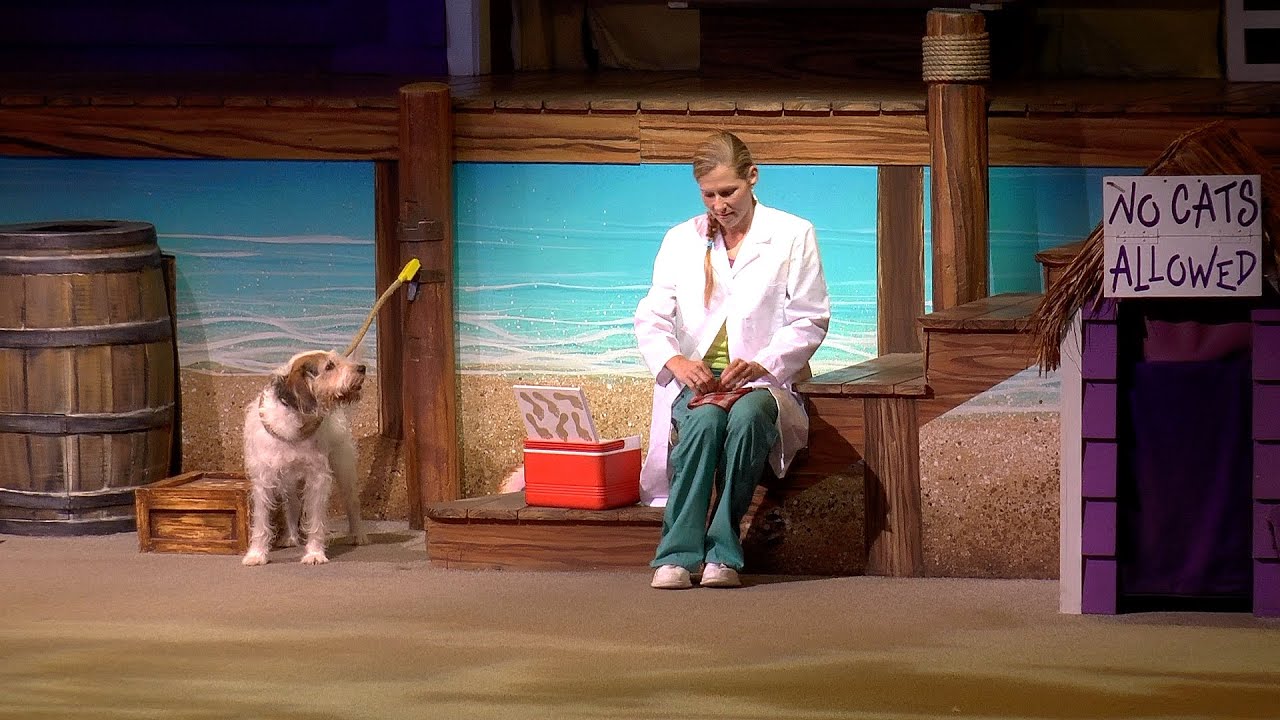 Pets Ahoy Show Sea World Orlando 2015 YouTube