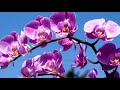 4K Beautiful Orchid Flowers Art , Relaxing Instrumental Music, Calming, Zen, Stress Relief  Music