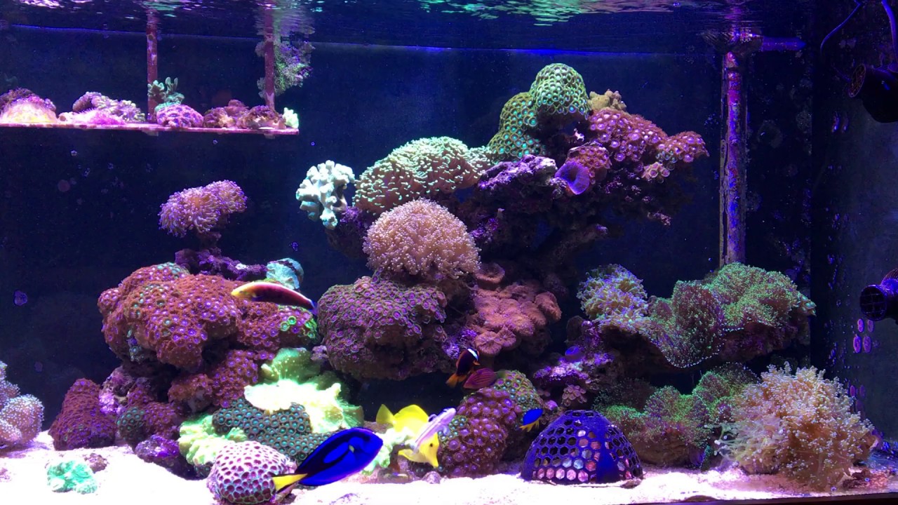Deniz Akvaryumum - My Reef Tank - YouTube