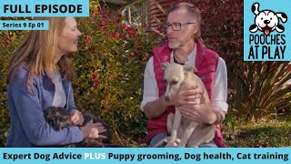 Puppy grooming, dog mites, integrative vets, travel & dogs | Full Episode S9 Ep 1 | Pooches at Play