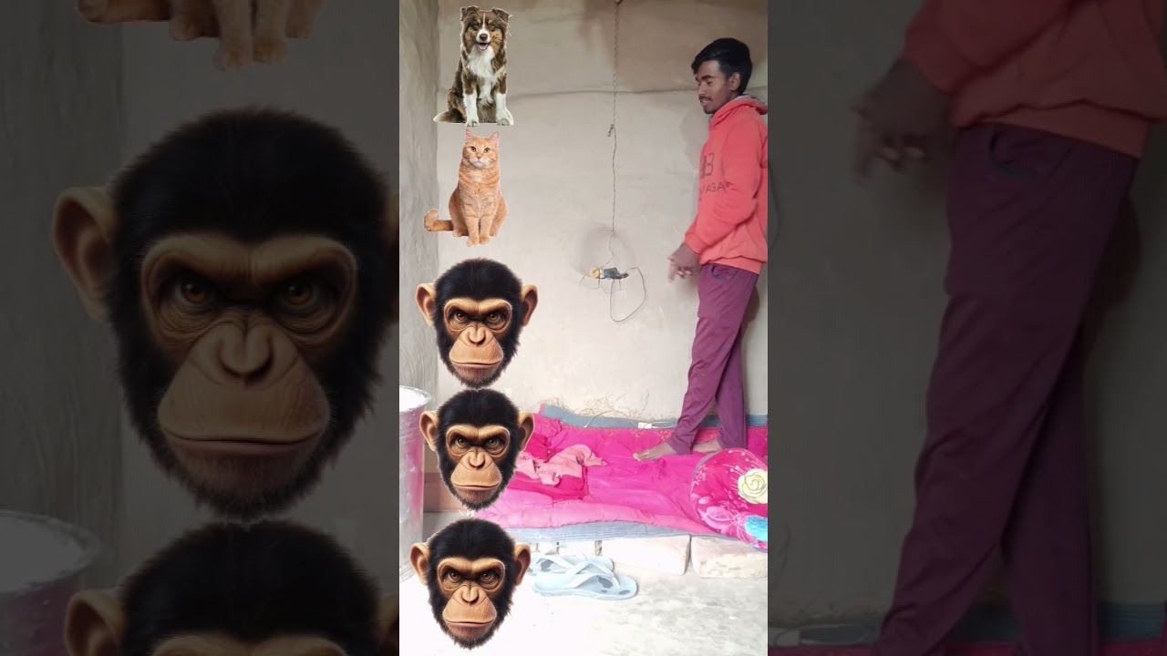 dog cat monkey rabbit goat funny VFX magic video कुत्ता बिल्ली बंदर खरगोश बकरी