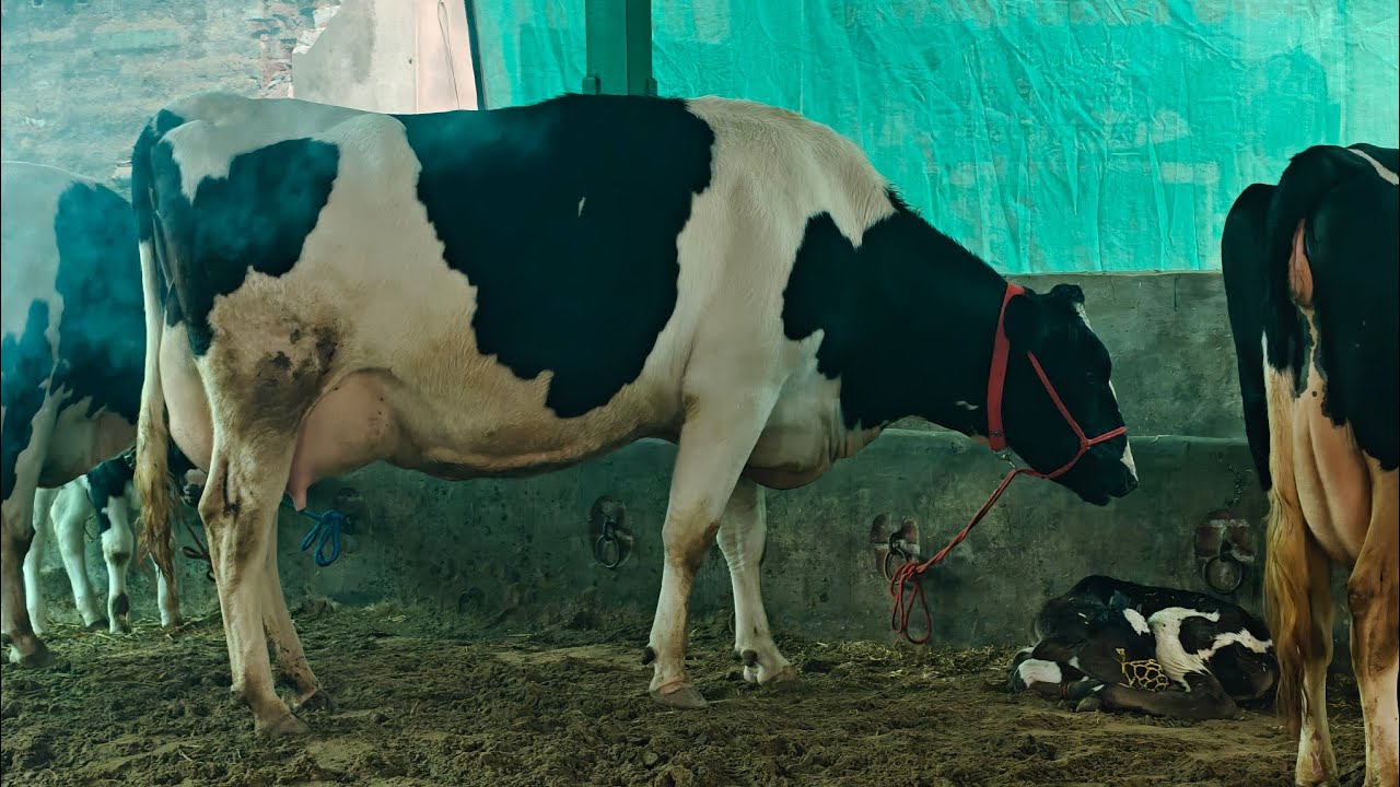 10 Cows for sale, 10 ਗਾਵਾਂ ਖੁਸ਼ਦੀਪ ਸੈਦੋਕੇ ਵਾਲੇ ਕੋਲ 