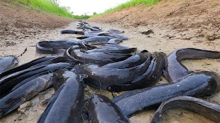 amazing fishing! a lots of catch catfish in canal now dry season catch by hand a fisherman