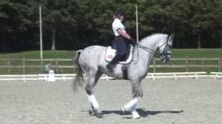 Fei dressage horse for sale -