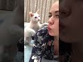 Cat attack