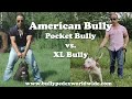 American Bully | Pocket Bully Vs. XL Bully (Watch till the End!)