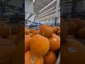 #pumpkin #fall #autumn #walmart #shopping #shortsfeed #shortvideo #shorts #short #shortsviral