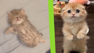 cute and funny videos compilation 🤣 | Animaly 186 by Animaly 4 views 11 months ago 4 minutes, 14 seconds