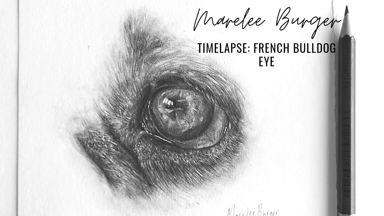 French Bulldog Eye TIMELAPSE YouTube