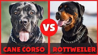 Cane Corso contro Rottweiler | Quale razza è migliore? | Differenze tra Rottweiler e Corso