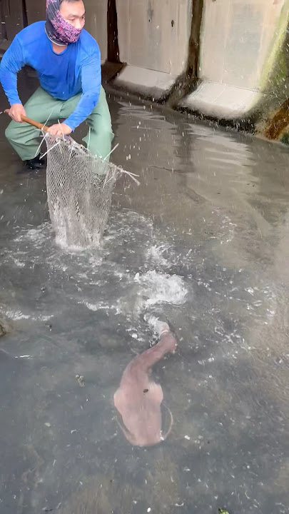 Anlaki ng hito na hinuhuli niya