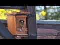 Une mésange charbonnière (Parus major) vient visiter son futur nichoir installé sur ma terrasse