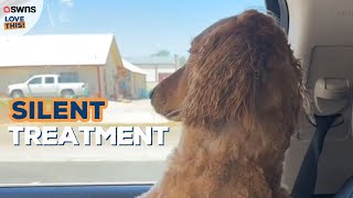 Dog gives owner the silent treatment after going to the groomers | LOVE THIS! Information