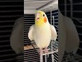 Check out Jerry the cockatiel singing cutely! 🦜💖 #cockatielscraze