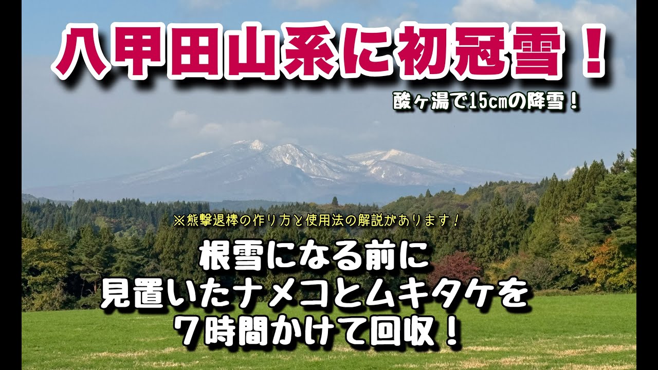 八甲田山系に初冠雪！　根雪になる前に見置いたナメコとムキタケを7時間かけて回収
