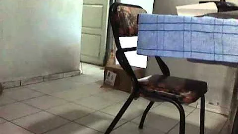 Video 9086361: turkish angora playing