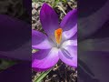 Mixed large flowering crocus are a spring delight