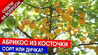 Абрикос из косточки - сорт или дичка?