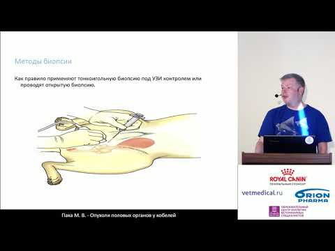 Пака М. В. Опухоли половых органов у кобелей